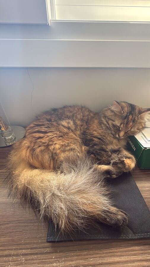 Gatinha peludinha dormindo enroladinha